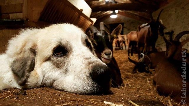 Perro de Montana del Pirineo