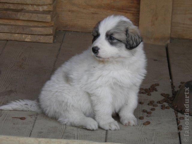 Perro de Montana del Pirineo