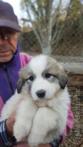 Perro de Montana del Pirineo