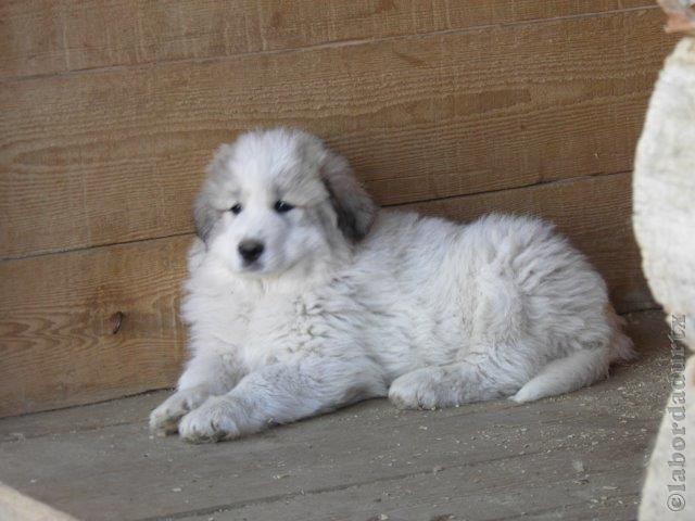 Perro de Montana del Pirineo