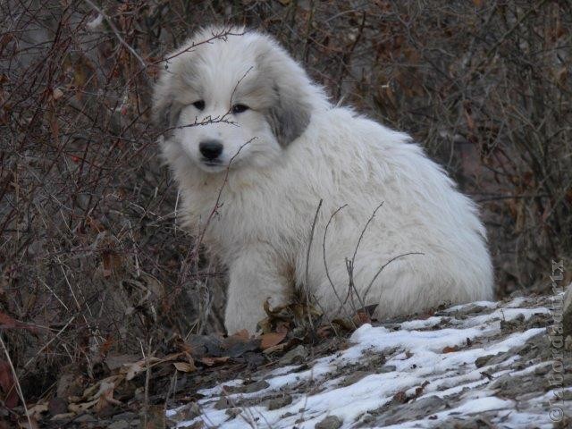 Perro de Montana del Pirineo