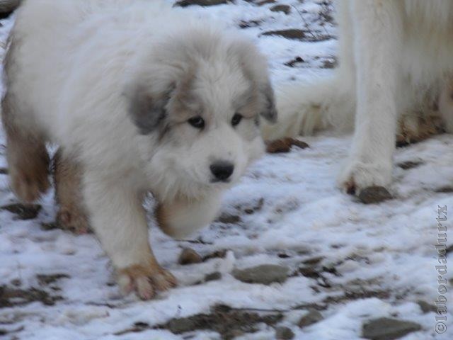 Perro de Montana del Pirineo