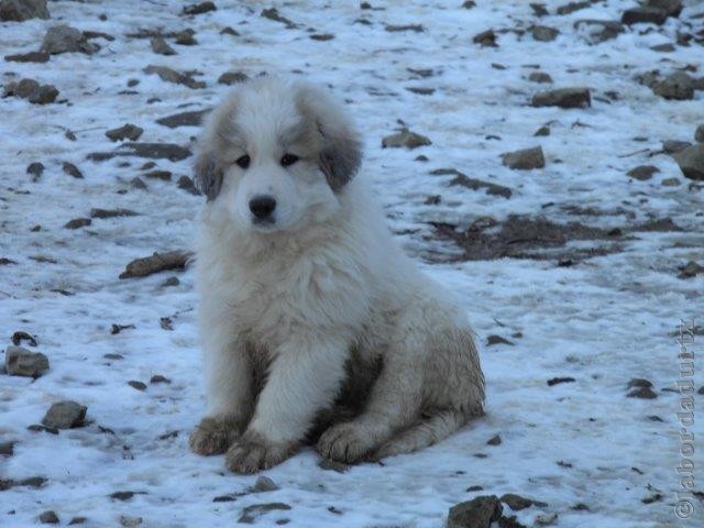 Perro de Montana del Pirineo