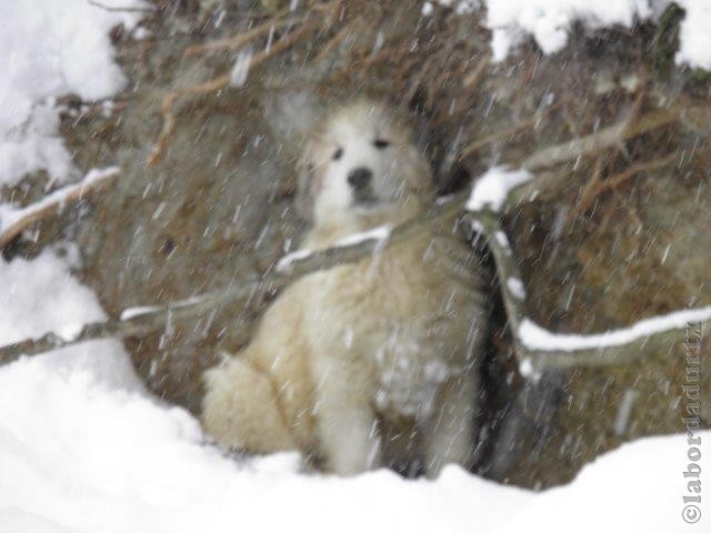 Perro de Montana del Pirineo