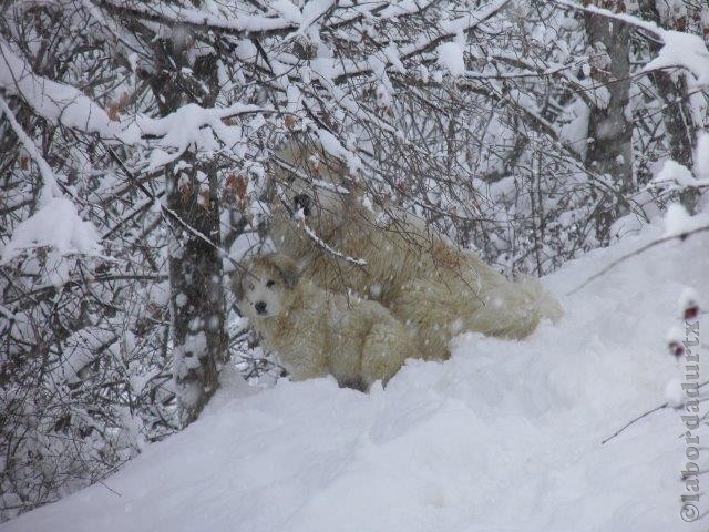 Perro de Montana del Pirineo