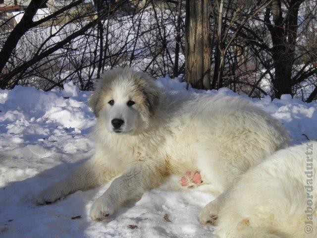 Perro de Montana del Pirineo