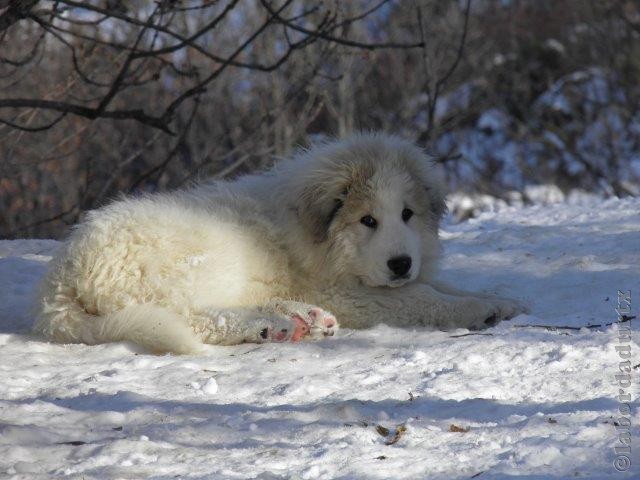 Perro de Montana del Pirineo