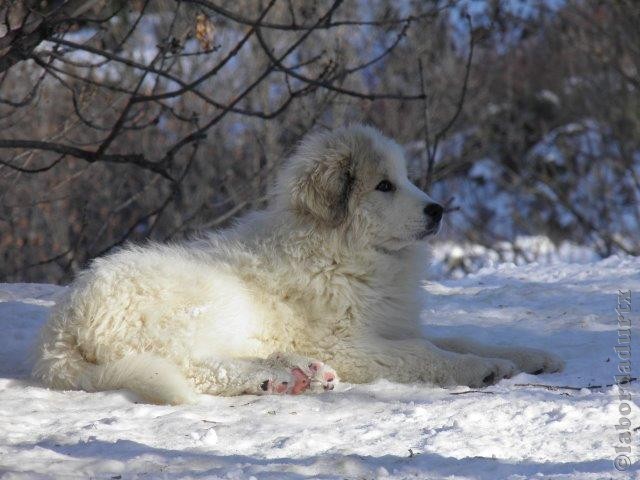 Perro de Montana del Pirineo