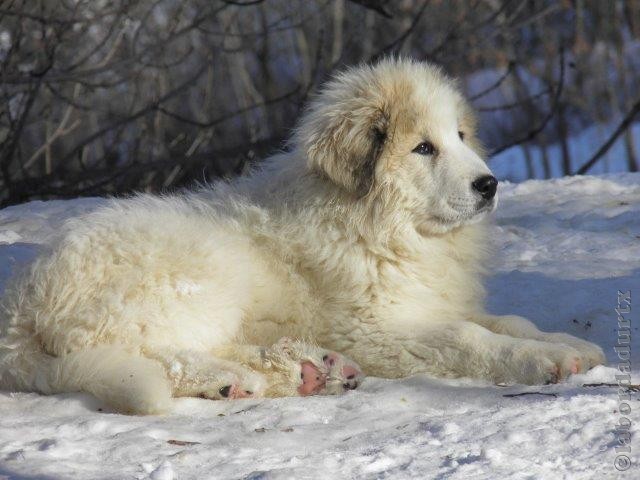 Perro de Montana del Pirineo