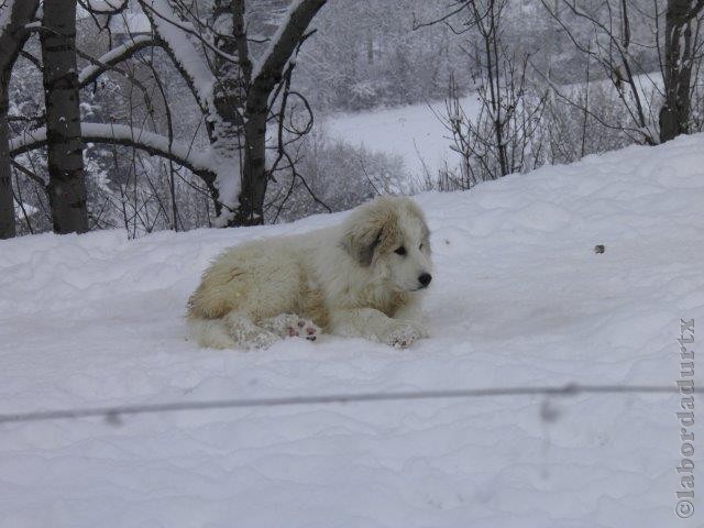 Perro de Montana del Pirineo