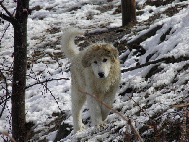 Perro de Montana del Pirineo