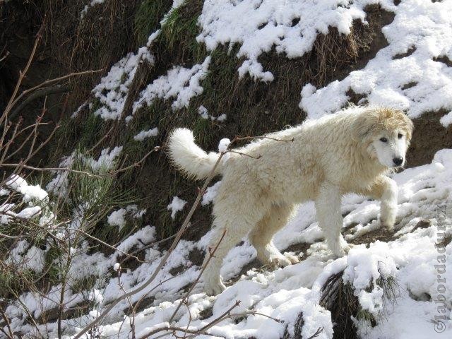 Perro de Montana del Pirineo