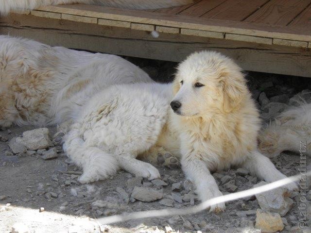 Perro de Montana del Pirineo