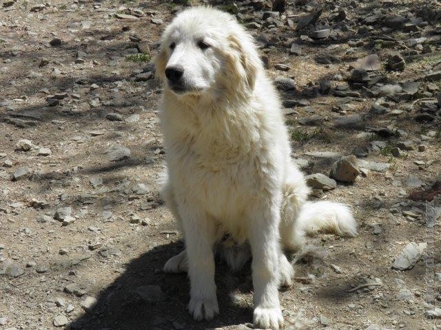 Perro de Montana del Pirineo