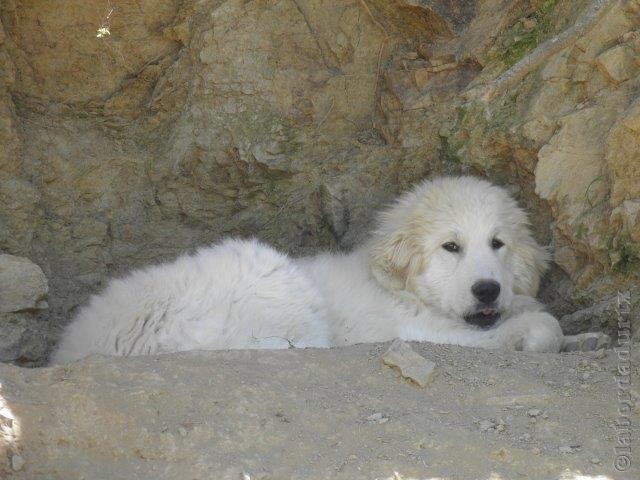 Perro de Montana del Pirineo