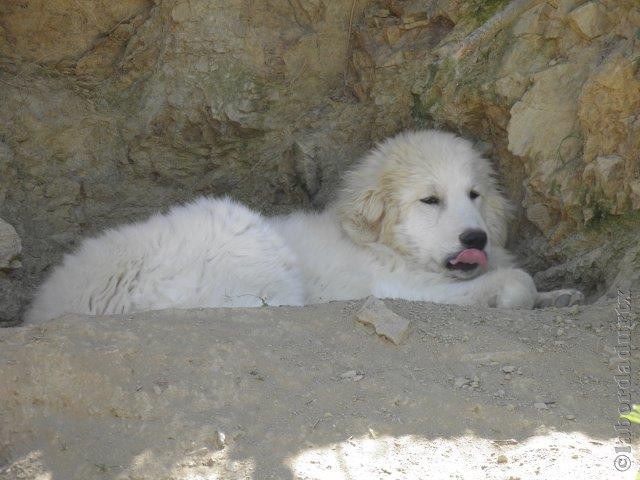 Perro de Montana del Pirineo