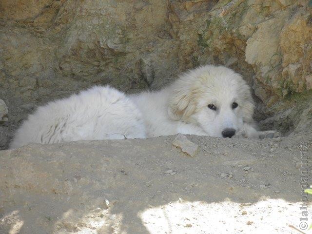 Perro de Montana del Pirineo