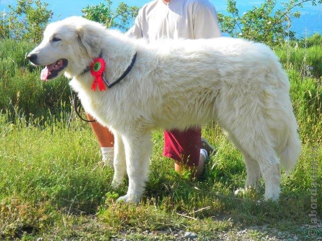 Perro de Montana del Pirineo