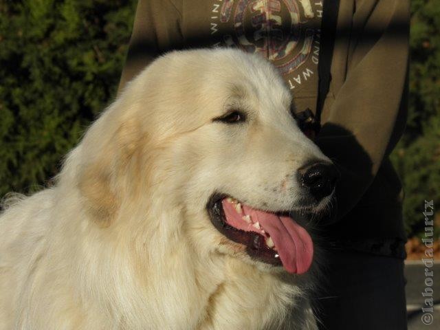 Perro de Montana del Pirineo