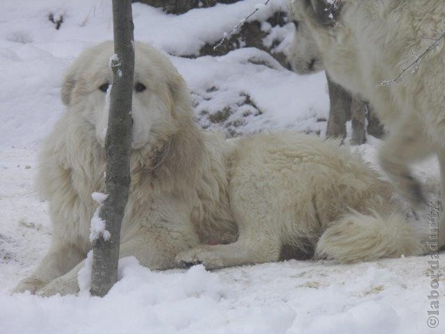 Perro de Montana del Pirineo