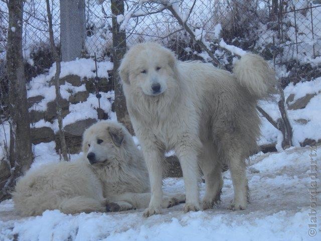 Perro de Montana del Pirineo