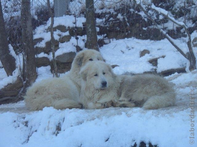 Perro de Montana del Pirineo