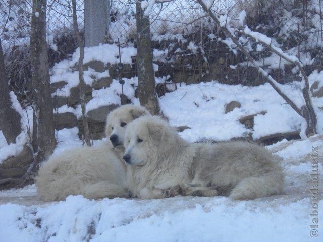 Perro de Montana del Pirineo