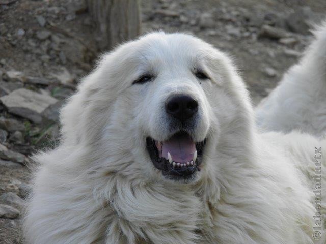 Perro de Montana del Pirineo