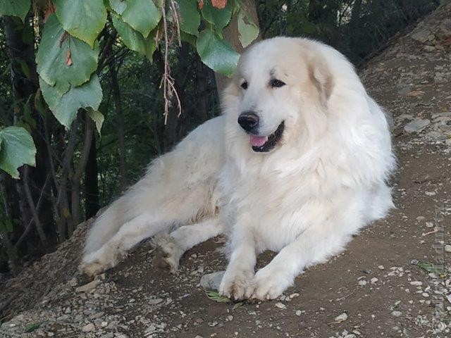 Perro de Montana del Pirineo