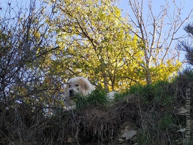 Perro de Montana del Pirineo