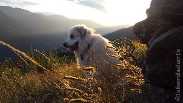 Perro de Montana del Pirineo