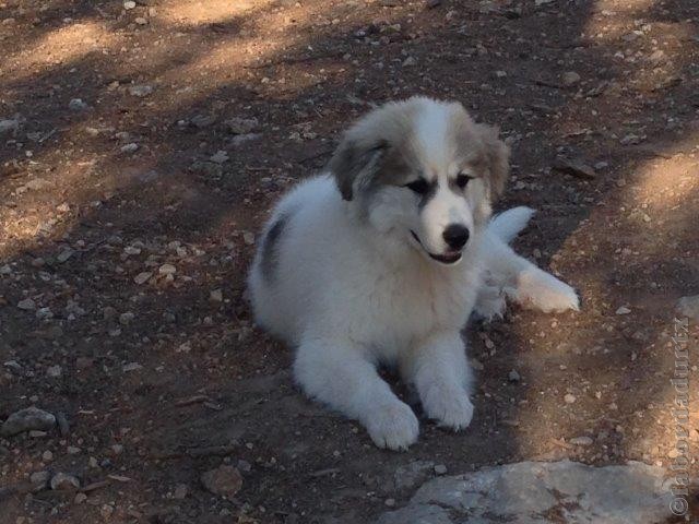 Perro de Montana del Pirineo