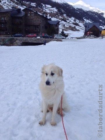 Perro de Montana del Pirineo