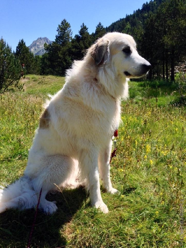 Perro de Montana del Pirineo