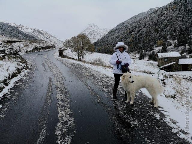 Perro de Montana del Pirineo