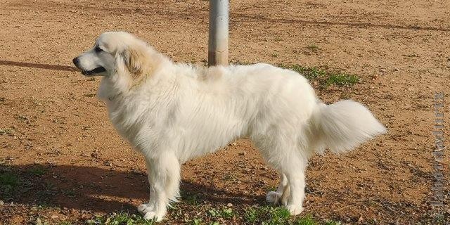 Perro de Montana del Pirineo