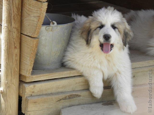 Perro de Montana del Pirineo