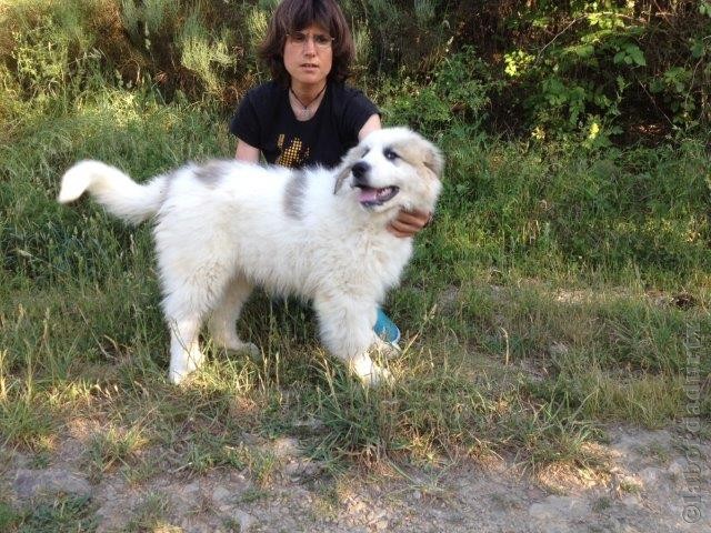 Perro de Montana del Pirineo