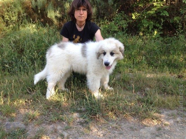 Perro de Montana del Pirineo