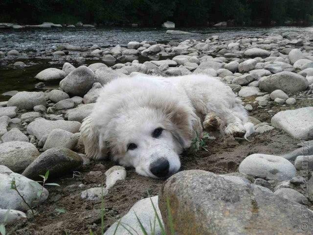 Perro de Montana del Pirineo