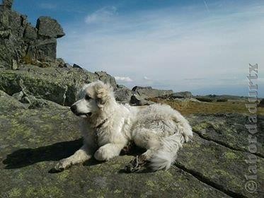 Perro de Montana del Pirineo