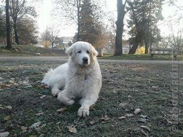 Perro de Montana del Pirineo