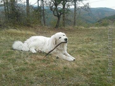 Perro de Montana del Pirineo