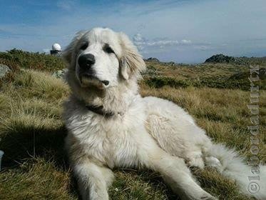 Perro de Montana del Pirineo