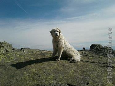 Perro de Montana del Pirineo