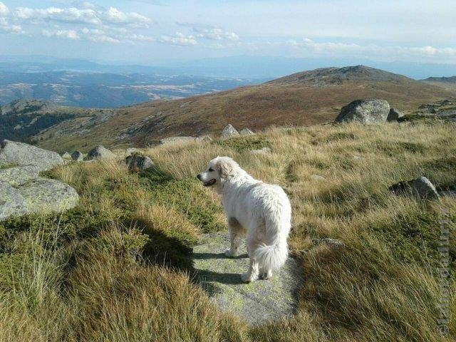 Perro de Montana del Pirineo