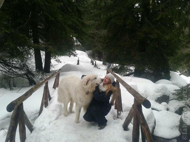 Perro de Montana del Pirineo