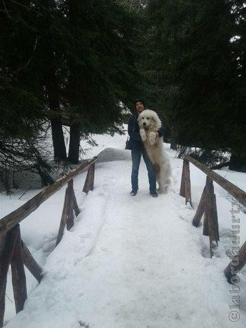 Perro de Montana del Pirineo