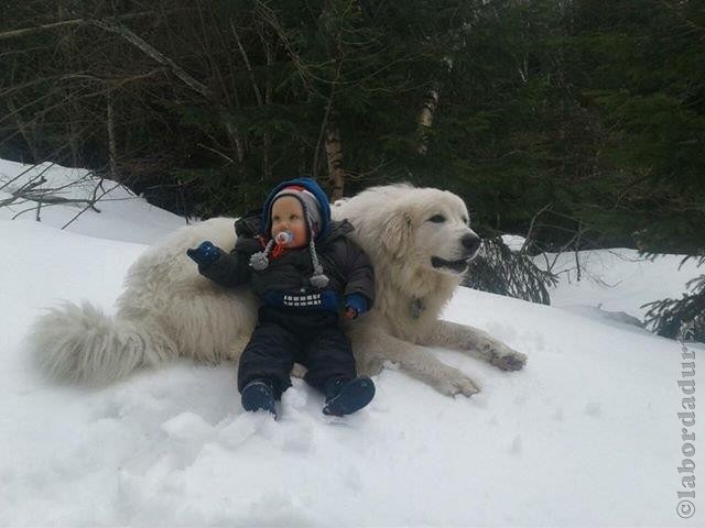 Perro de Montana del Pirineo