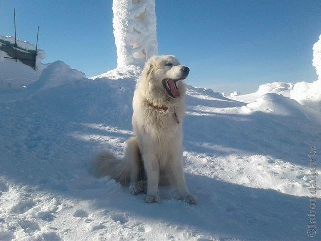 Perro de Montana del Pirineo